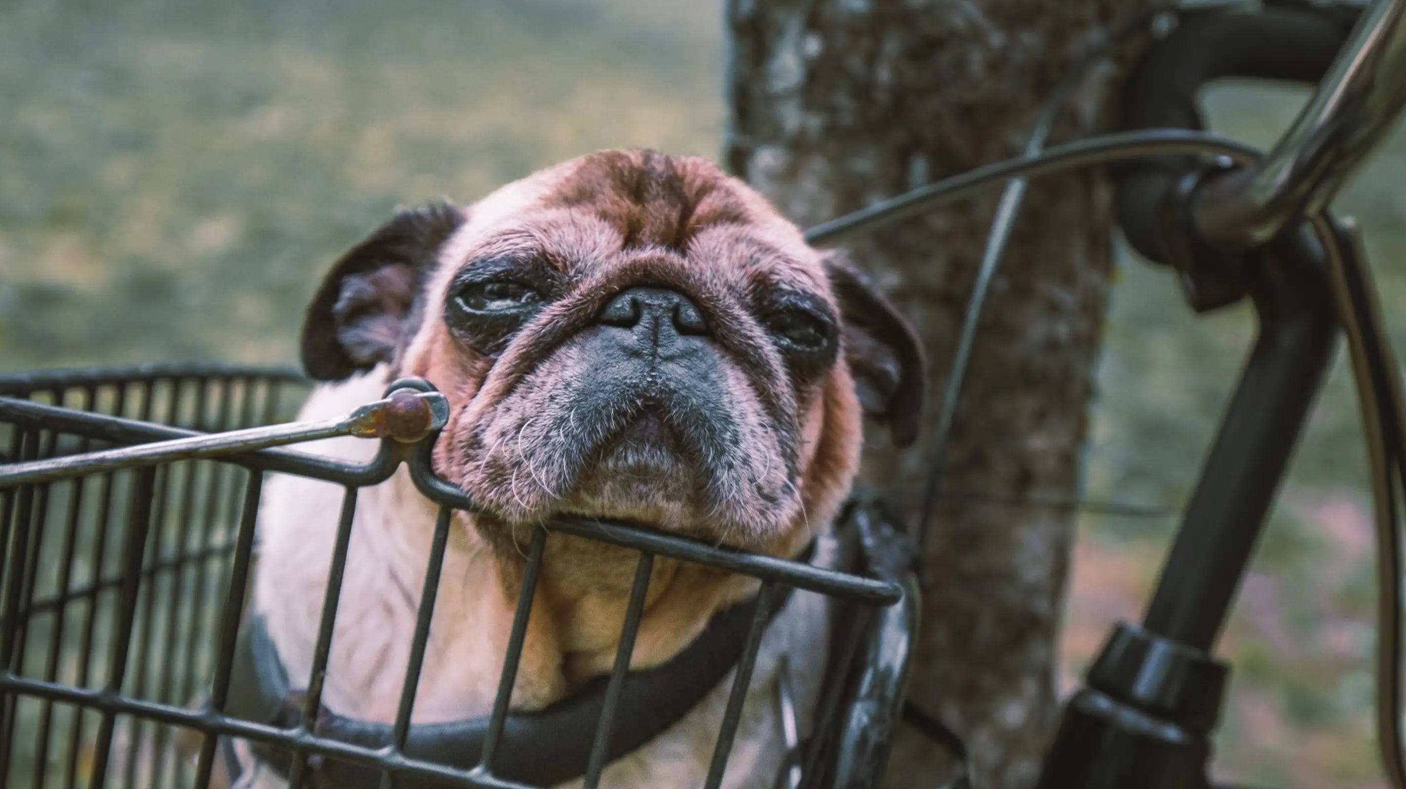 Transporter son chien à vélo